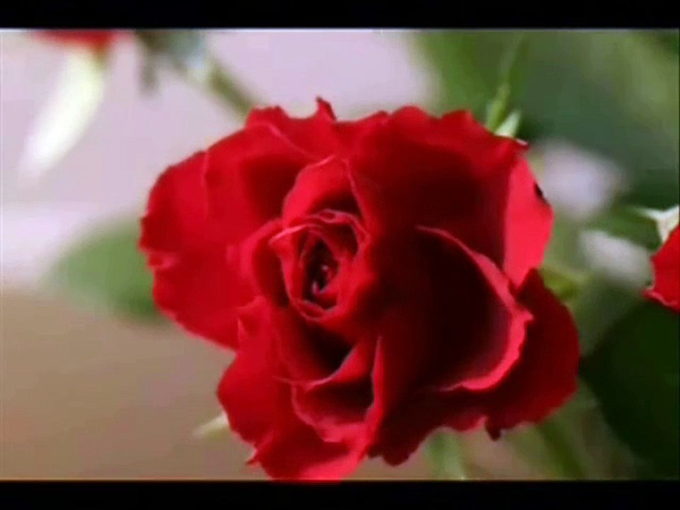 Aslıhan Erkişi Neveser Gül Olsam Ya Sümbül Olsam