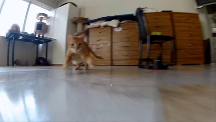 GoPro - Laser Cats - TV Commercial