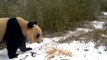 Les pandas reviennent dans le Gansu