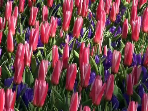 Niran Ünsal Neyleyim -