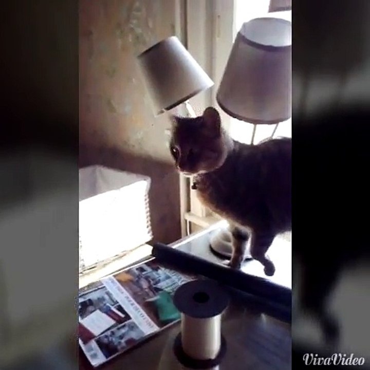 le chat