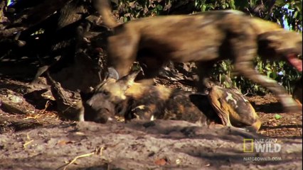 World's Deadliest - Killer Caretakers_ Painted Dogs