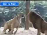 shoking Lion vs Tiger Fight