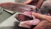 Australian Museum Shares Terrifying Goblin Shark With the World