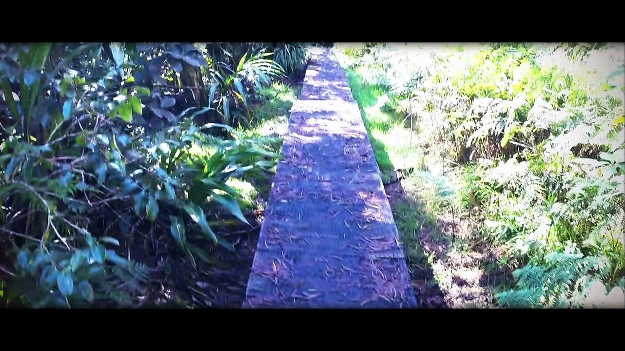 Randonnée au Trou de Fer par la Forêt de Belouve (Ile de la Réunion)