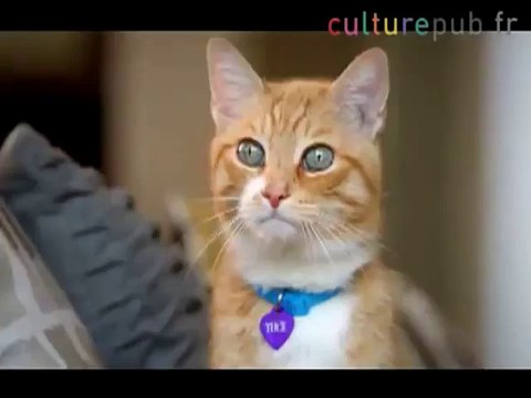 Poop & Chat - Cats Embarassed by Human Masters