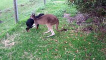 L'incroyable histoire d'amitié entre un chien et un kangourou