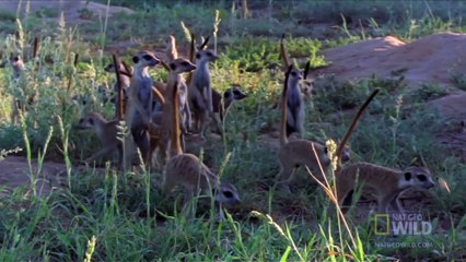 World's Deadliest - Meerkats' Mob Rule