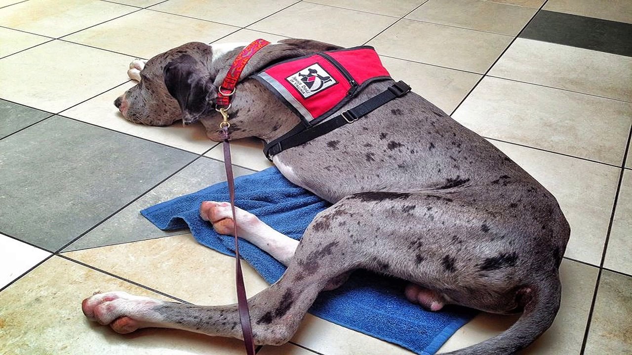 The lowdown on dog clicker training