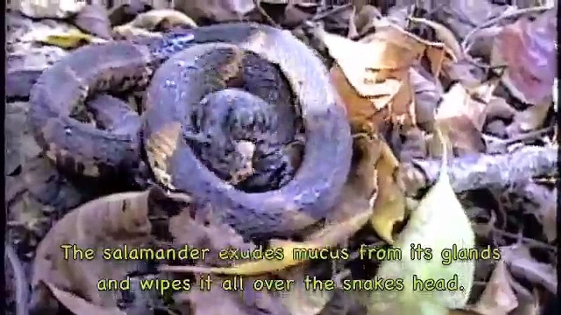 Salamander slimes Snake and escapes jaws
