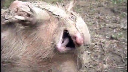 Screaming Hairy Albino Armadillo (Halloween Mix)