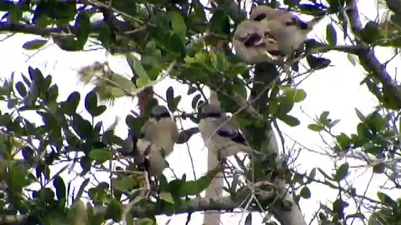 Shrike eats hummingbirds