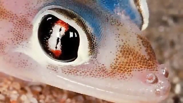 Spider eats web-footed gecko in the Namib Desert!