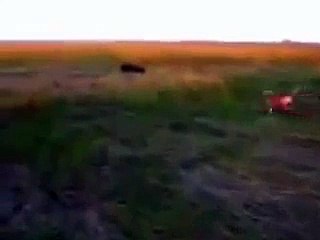Eagle attacks man!!! Орел нападает на человека!!!