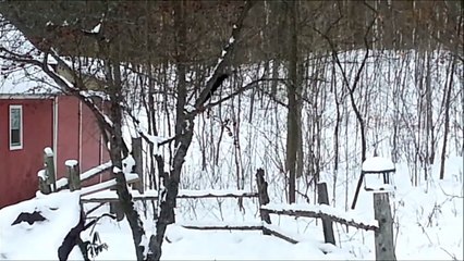 Hilarant! Un écureuil dans la poudreuse