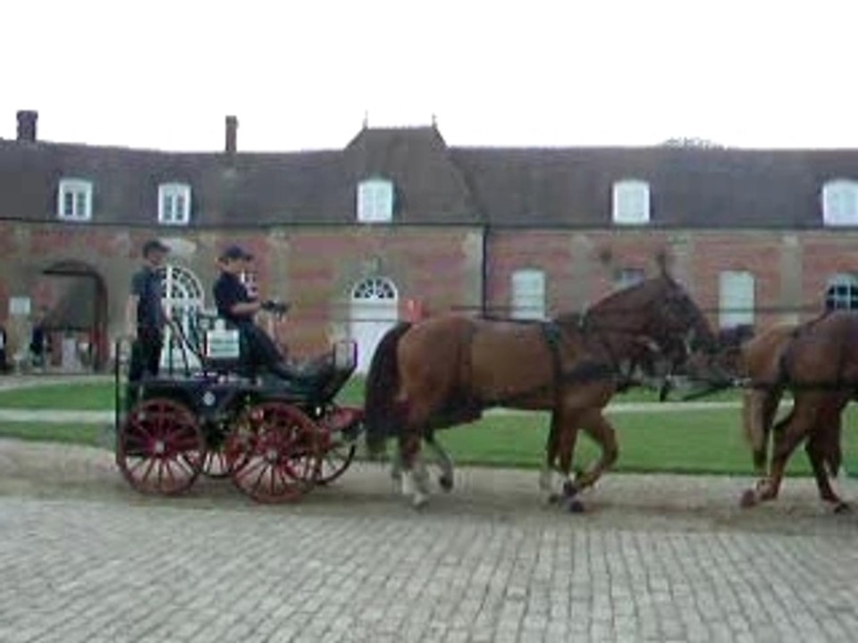 Chevaux du hara Du Pin (27) qui paradent