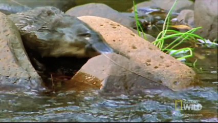 World's Deadliest - Platypus Hunts with _Sixth Sense_