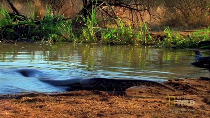 World's Deadliest - Python Eats Antelope