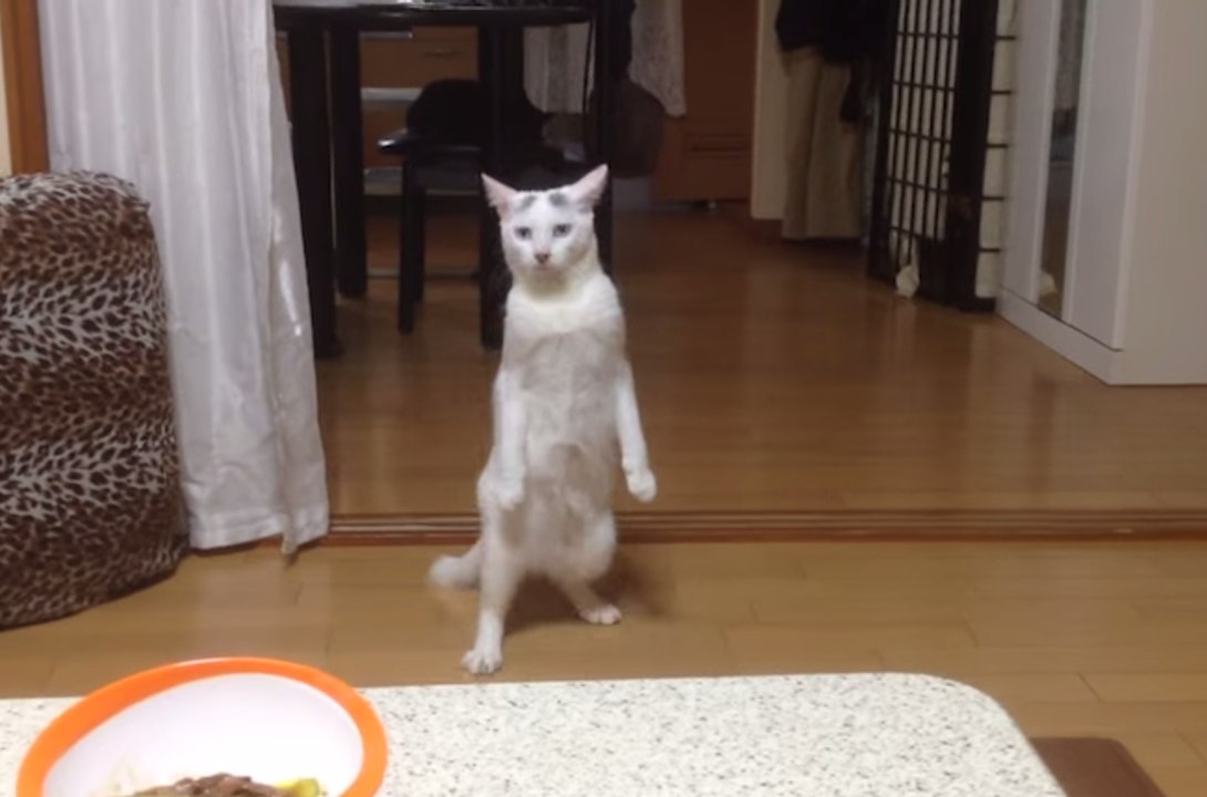 The Ultimate Cats Walking Like Humans Compilation - video Dailymotion