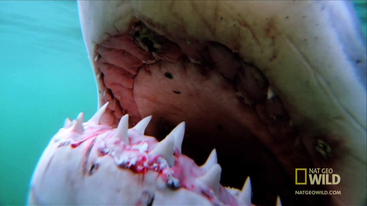 World's Deadliest - Shark Superpowers