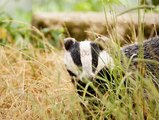 BBC Radio 4 - Farming Today on the badger cull 2Mar15