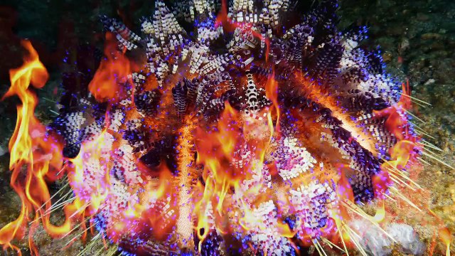 Chariot of Fire - Fire Urchins with Coleman Shrimps, Zebra Crabs & Urchin Crabs