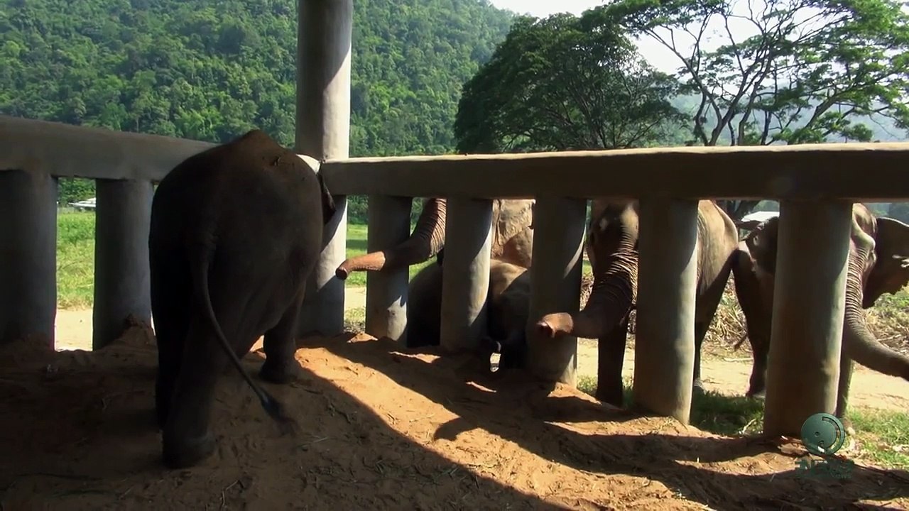 Elephant kiss