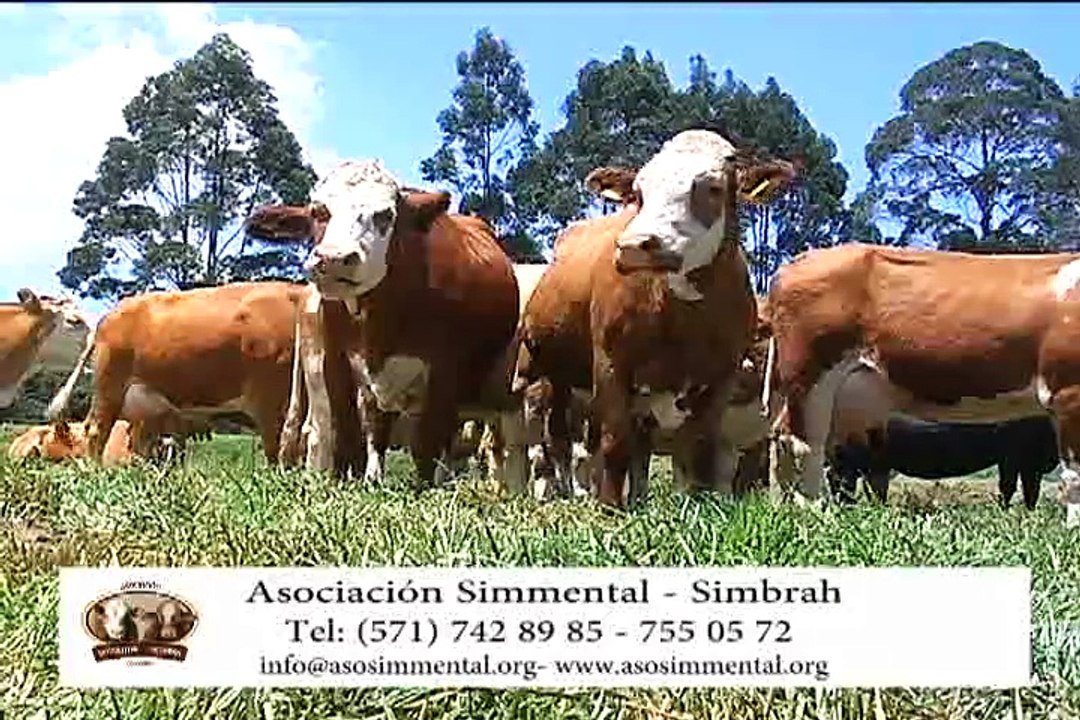 4 de marzo de 2015 Capacitación Técnicos ASOSIMMENTAL.