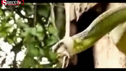 Ağaç kakanla yılanın imtihanı