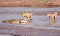 Violenta pelea entre un cocodrilo y tres leonas
