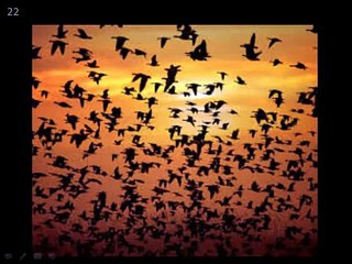 Tadabburul-Quran: Parinde: By Dr. Murtuza bin Baksh: 2/2