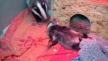 Cute baby badgers chilling out