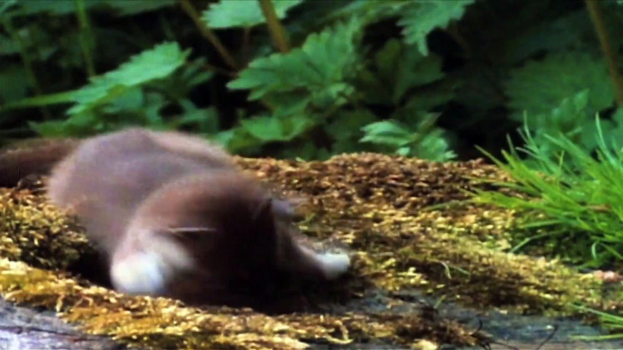World's Deadliest - Stoat Hypnotizes Rabbit