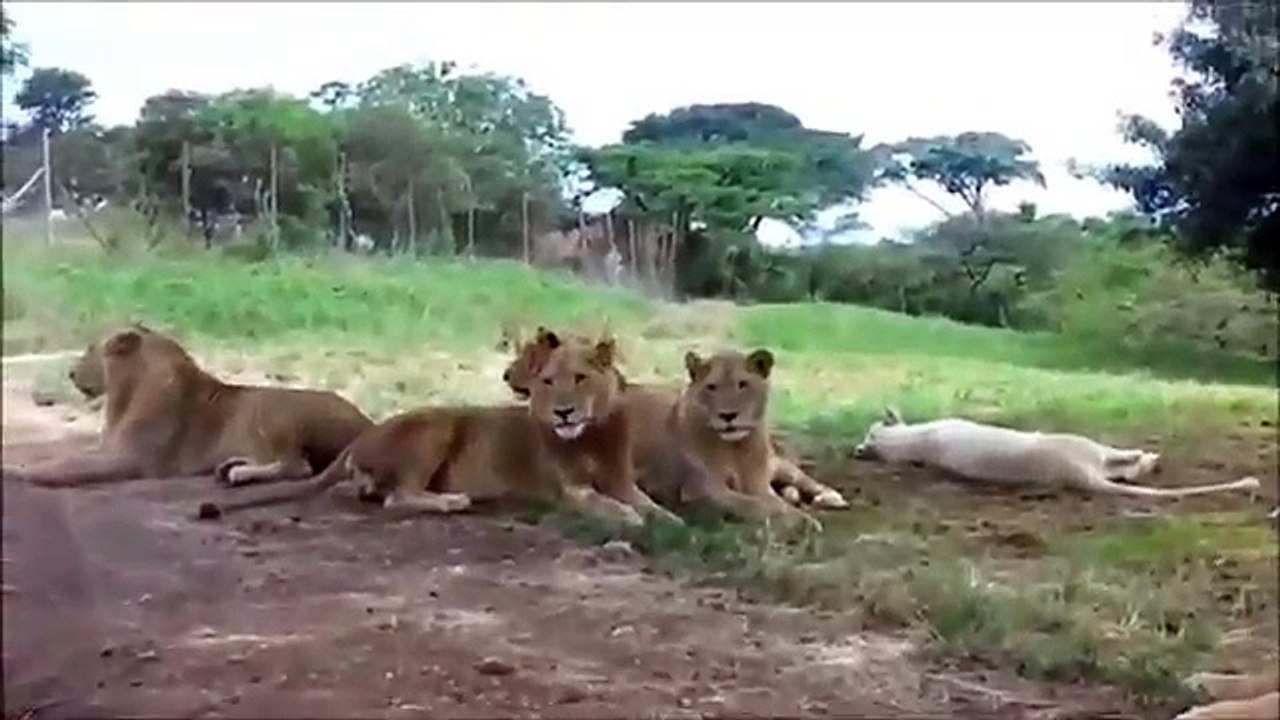 Será que ela sobreviveu?
