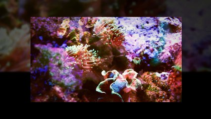 Jacksonville, FL Large Fish Tank | 904.588.2700 | Aquatic Care Jacksonville, Florida.
