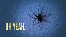 Ce qui se Passe avec cette Araignée est vraiment AFFREUX