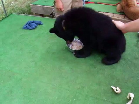 I tried to touch the bear (video movie animal pet dog cat zoo impact)
