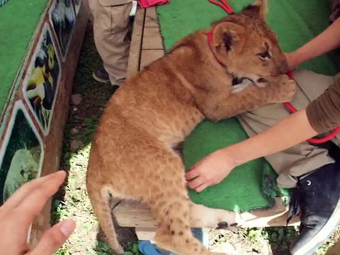 I tried to touch the　lion (video movie animal pet dog cat zoo impact)