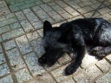 Rare! black Fox (video  movie animal pet dog cat zoo impact)