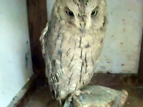 This owl has a funny face! (video movie animal pet dog cat zoo impact)