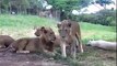 Un lion terrorise des Touristes en OUVRANT la portière de leur VOITURE !