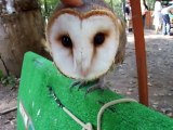 I tried to touch the owl (video  movie animal pet bird dog cat zoo impact)