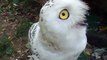 Notice! amazing owl's face! (video movie animal pet bird dog cat zoo impact)