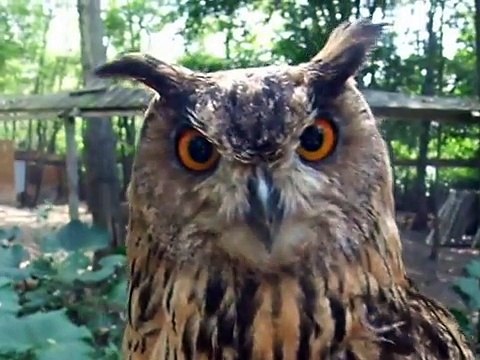 Notice! the angry owl (video movie animal pet bird dog cat zoo impact)