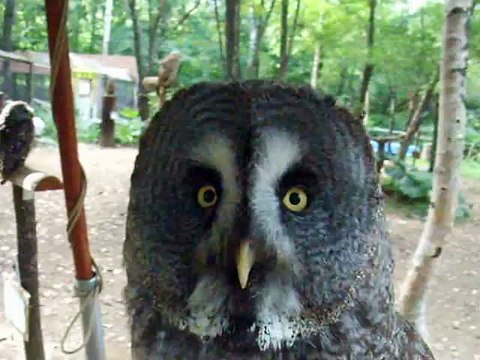 The silent owl (video movie animal pet bird dog cat zoo impact)