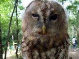 This owl has a ominous face! (video  movie animal pet bird dog cat zoo impact)