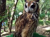 This owl has a strange face! (video  movie animal pet bird dog cat zoo impact)