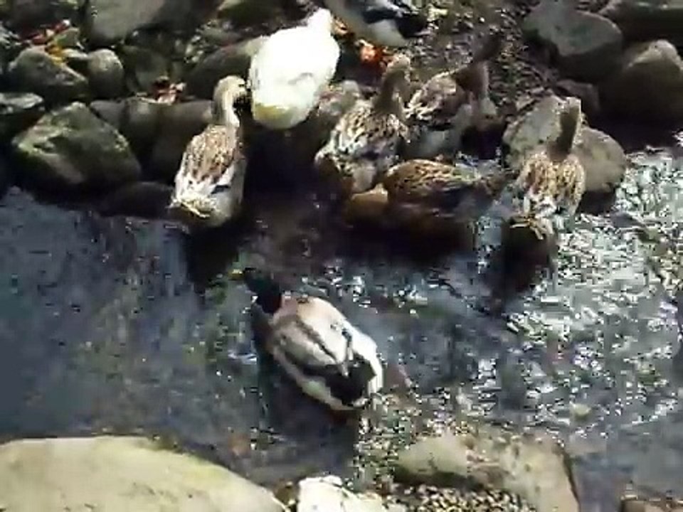 The variety of ducks (video  movie animal pet bird dog cat zoo impact)