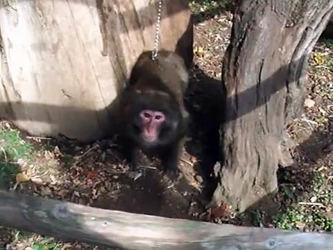 The violence Japanese monkey (video movie animal pet bird dog cat zoo impact)