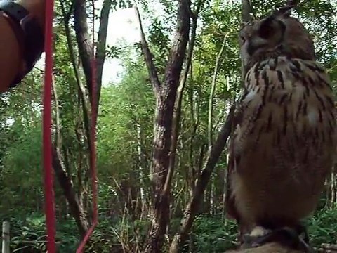 The experiment!The owl vs mirror (video movie animal pet bird dog cat zoo impact)